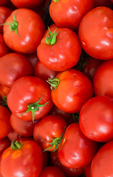 Yulissa Molina - Brighter Bites