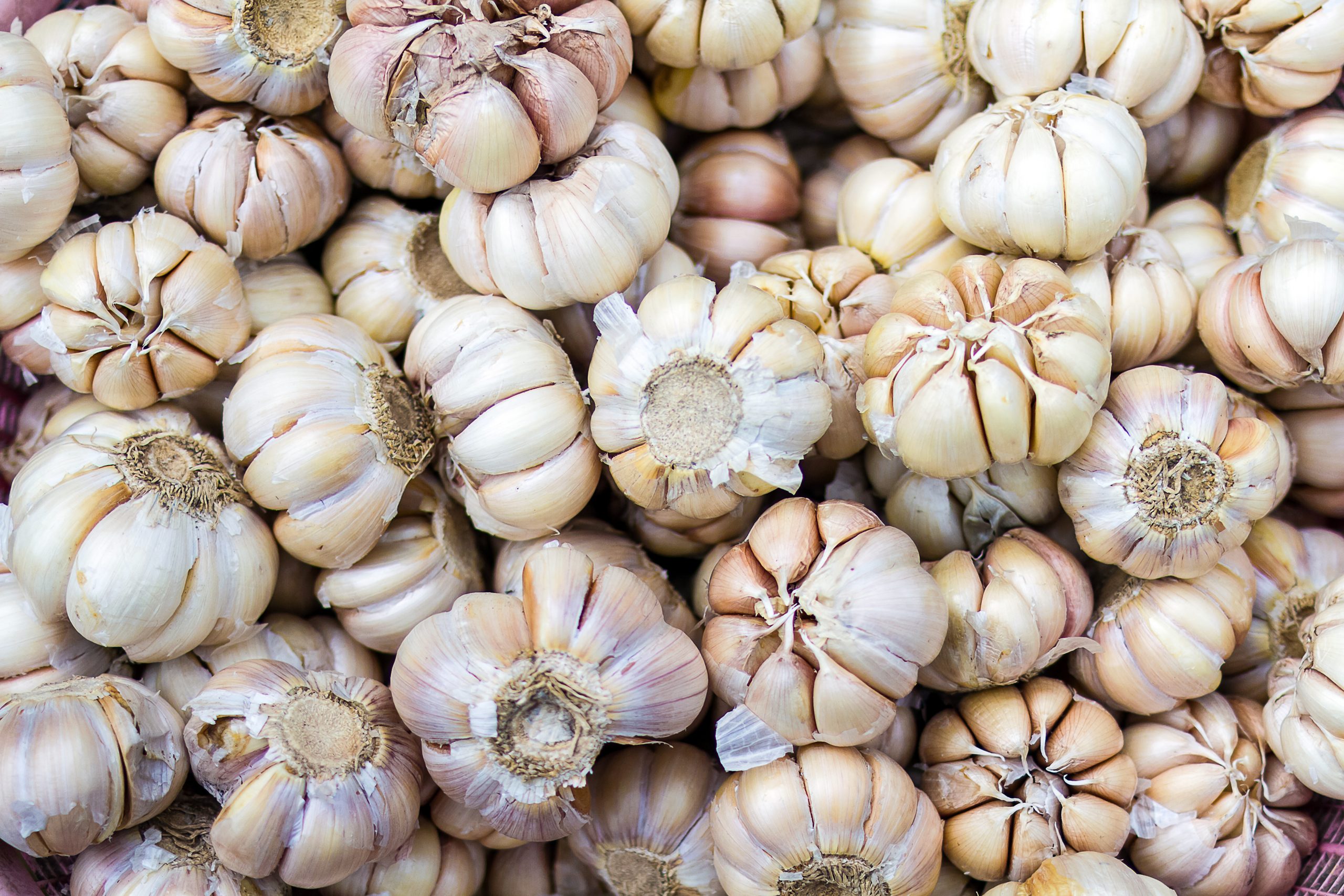 Bulk garlic for planting